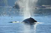 Movimentação de baleia atrai muitos pássaros durante passeio de barco em Telegraph Cove, na Vancouver Island, na Columbia Britânica, costa oeste do Canadá